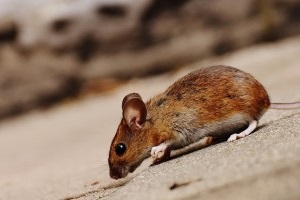 Mouse extermination, Pest Control in Gidea Park, Heath Park, RM2. Call Now 020 8166 9746