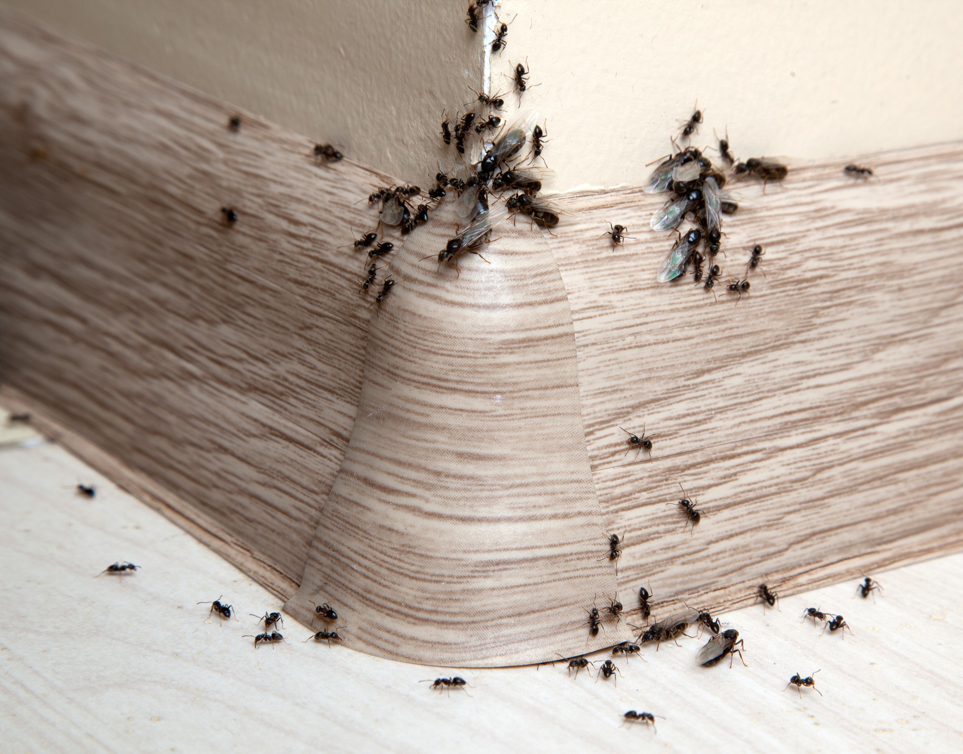 Ant Infestation, Pest Control in Gidea Park, Heath Park, RM2. Call Now 020 8166 9746