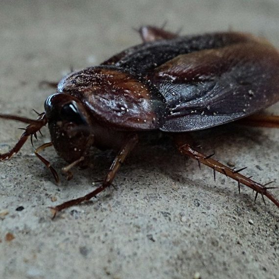 Cockroaches, Pest Control in Gidea Park, Heath Park, RM2. Call Now! 020 8166 9746