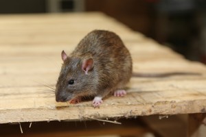 Mice Infestation, Pest Control in Gidea Park, Heath Park, RM2. Call Now 020 8166 9746